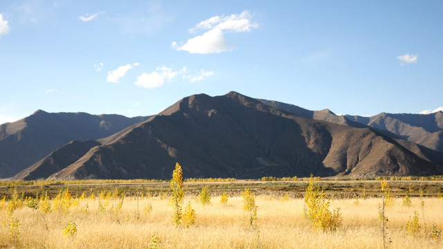 西藏自然风光 金黄的麦穗芦苇