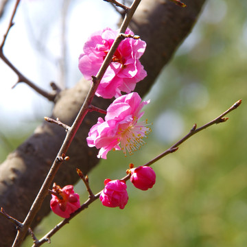 绽放的梅花