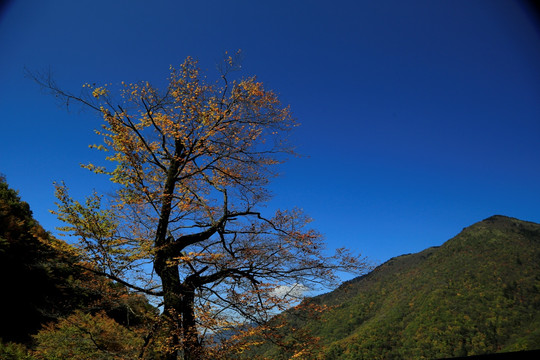 金秋 高山丘壑 大树 森林 植