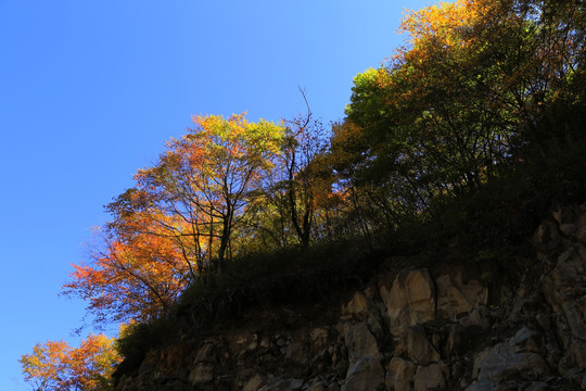 金秋 高山丘壑 大树 森林 植