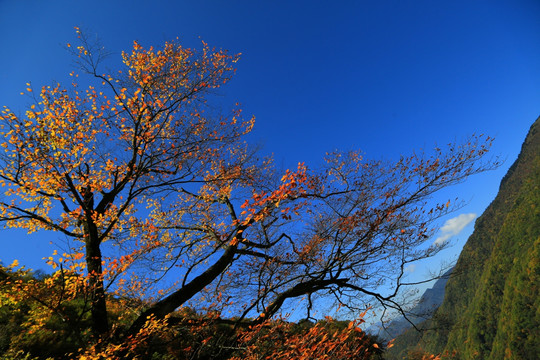 金秋 高山丘壑 大树 森林 植