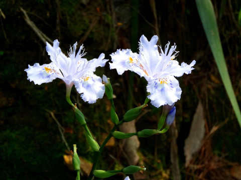 野花 鸢尾花