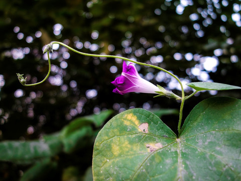 牵牛花