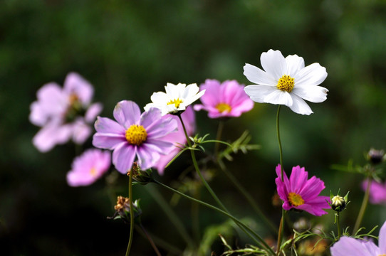 格桑花