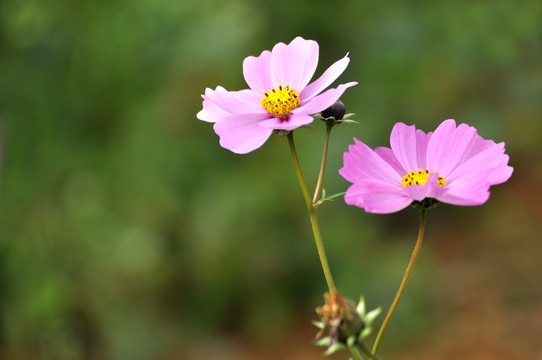 格桑花