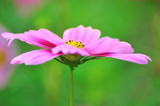 格桑花