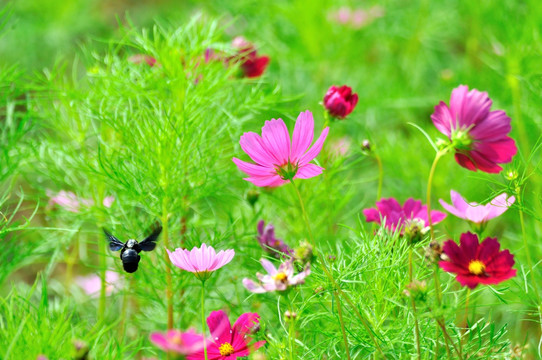 格桑花