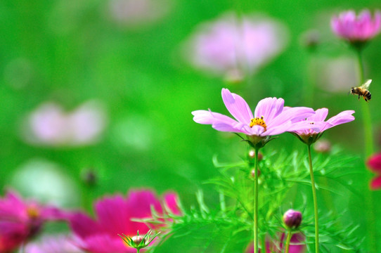 格桑花