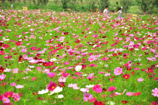 格桑花