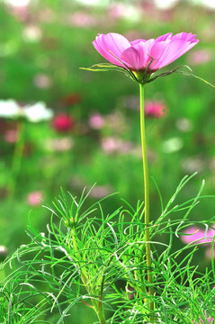 格桑花