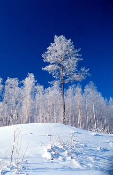 雪树