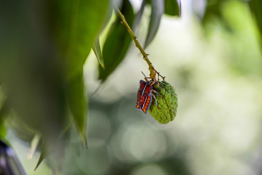 荔枝椿象