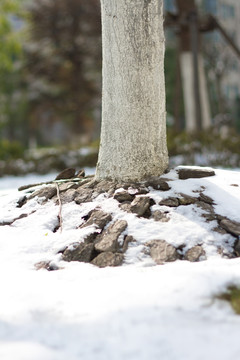 雪景