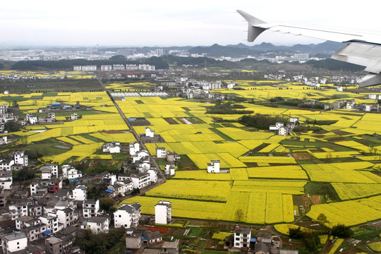 俯瞰油菜花地