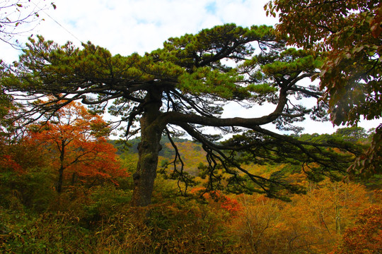 黄山秋色