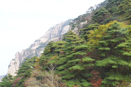 黄山 松林景观