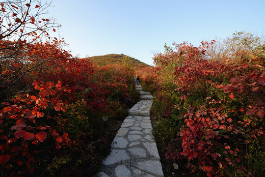 秋 红叶 山路 步道 秋树