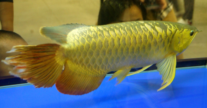 金龍魚