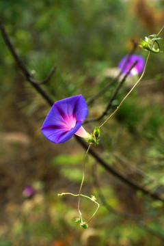 牵牛花