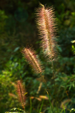 狗尾草