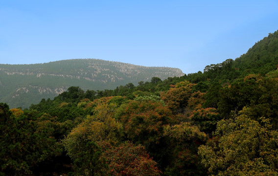 山野