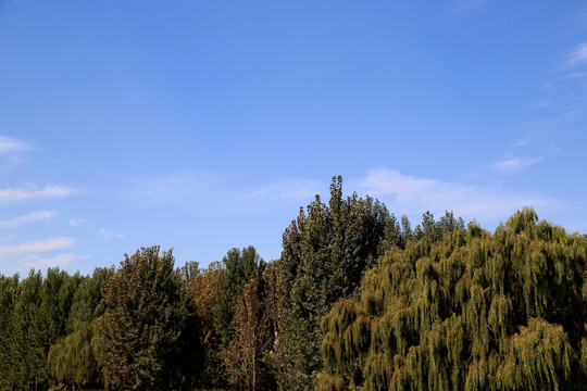 藍天樹林