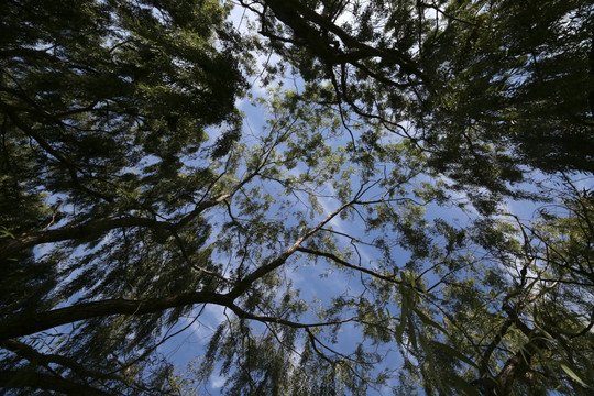 柳林