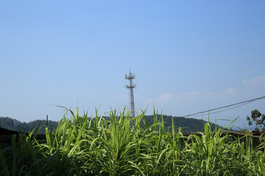 甘蔗 农作物 种植 蔗田 经济