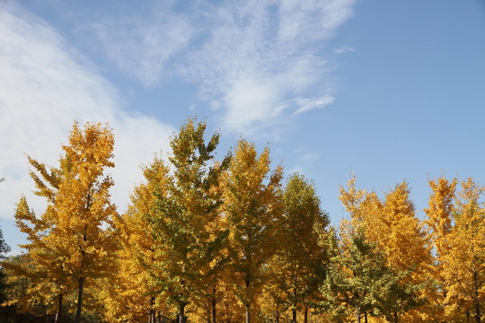 秋天银杏树的美景
