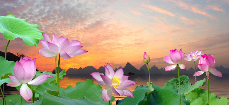 荷花 山水畫