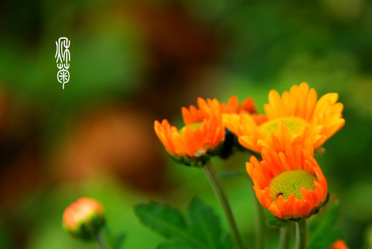 秋菊