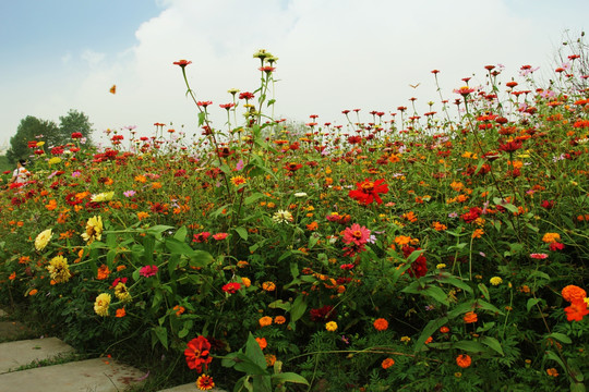 格桑花