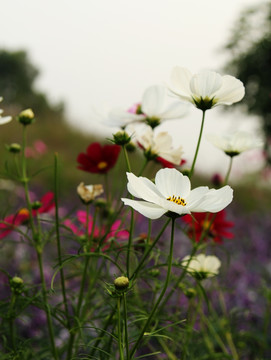 格桑花