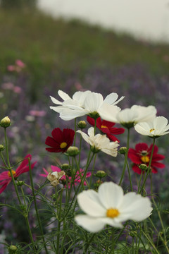 格桑花