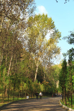 藏山旅游景点