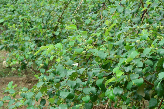 青枣种植基地