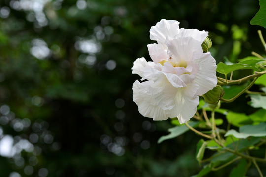 芙蓉花