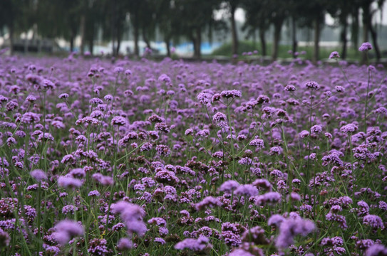 马鞭草