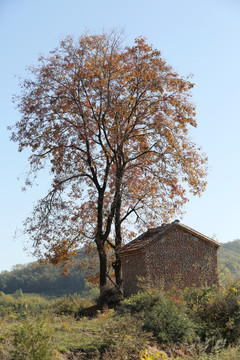 秋天一颗红叶树和一座小庙