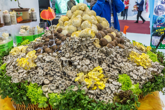 崂山蘑菇