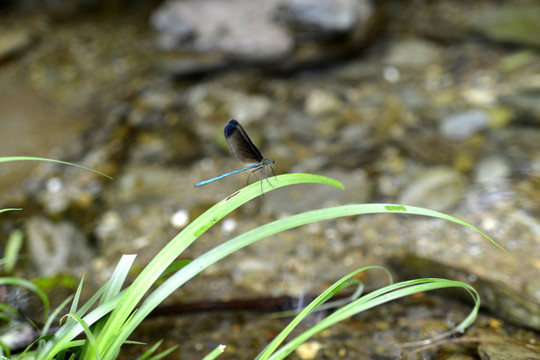 小型的蜻蜓