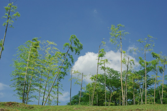 武夷山的一片竹林