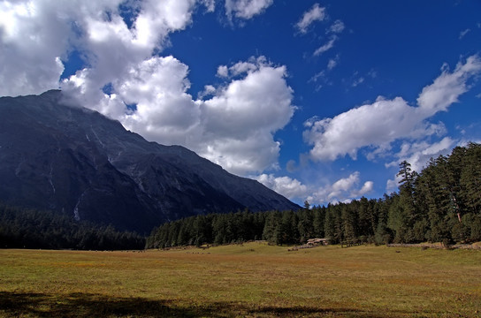 丽江玉龙雪山云杉坪高山草甸全景