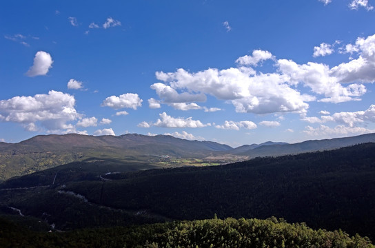 丽江玉龙雪山高山针叶林全景