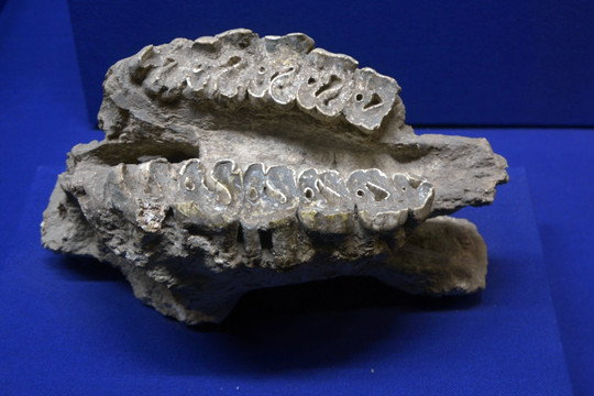 中国犀下牙床化石