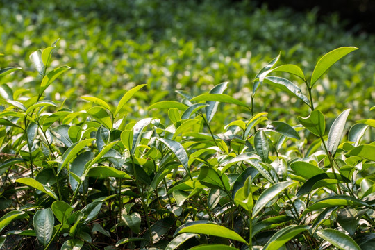 大红袍茶树 大红袍茶叶