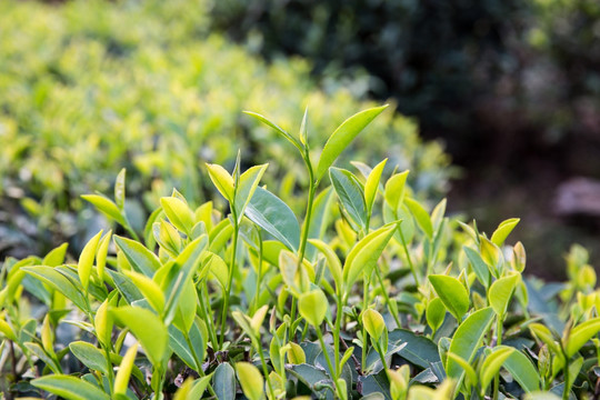 大红袍茶叶