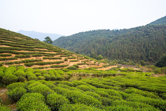 茶园 观景茶叶