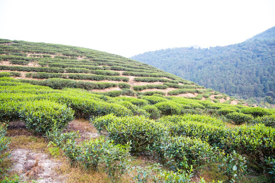茶叶产地 茶园