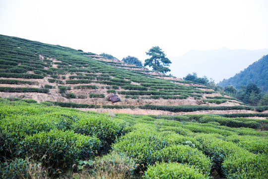 大红袍茶园